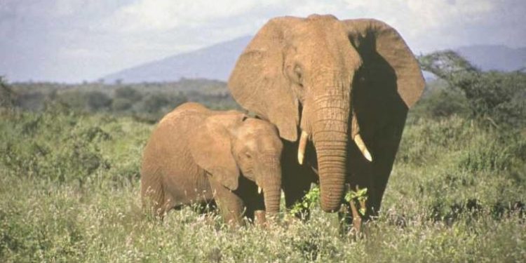 Oxford Üniversitesi’nden çarpıcı araştırma: Kanserin devası ‘fillerin testislerinde’ bilinmeyen olabilir!