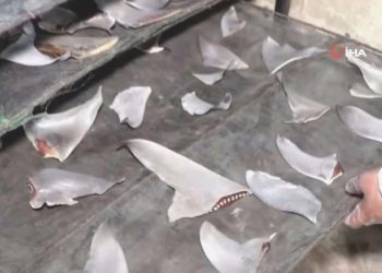 Panama’da 6.7 ton kaçak köpekbalığı yüzgeci ele geçirildi