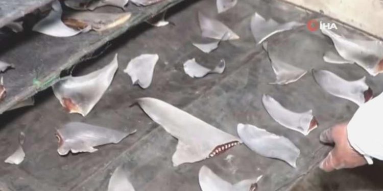 Panama’da 6.7 ton kaçak köpekbalığı yüzgeci ele geçirildi