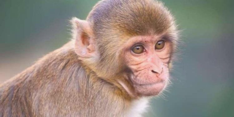 Porto Riko’daki erkek maymunların dişilerden çok birbiriyle çiftleştiği keşfedildi