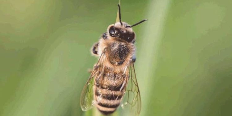 Şanlıurfa’da arının soktuğu kişi öldü