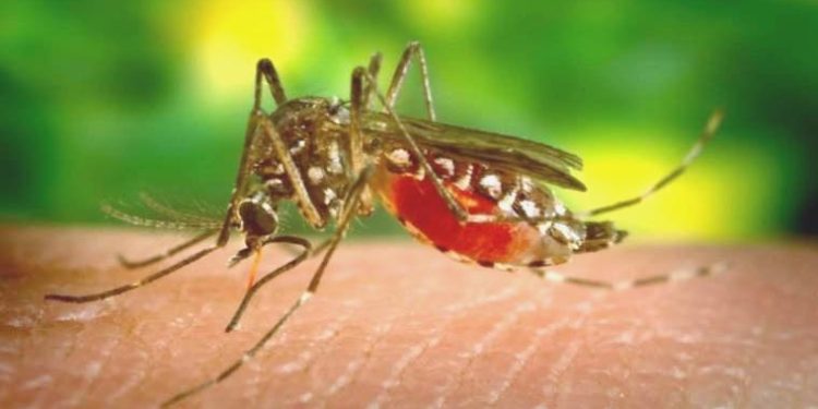 Sivrisinek ısırığına doğal tedbir