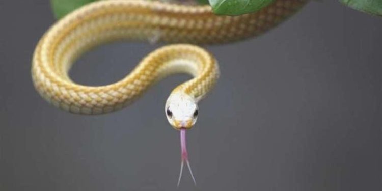 Sütyenine 5 yılan gizleyen bayan, gümrükte yakalandı