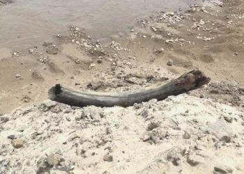 Taş ocağında 400 bin yıllık mamut dişi keşfedildi