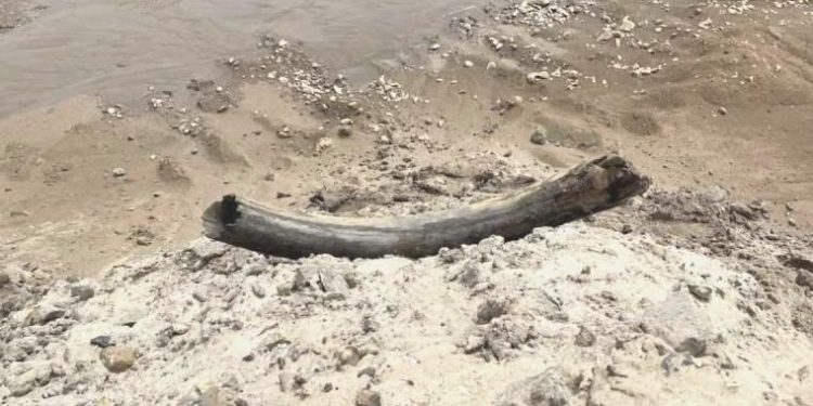 Taş ocağında 400 bin yıllık mamut dişi keşfedildi