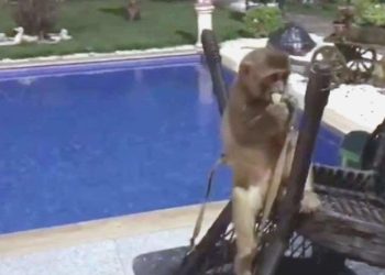 Tekirdağ’da kaçak getirilen aslan, maymun ve piton ele geçirildi