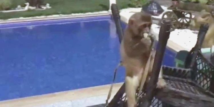 Tekirdağ’da kaçak getirilen aslan, maymun ve piton ele geçirildi