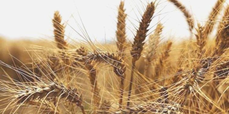 TMO Tekirdağ Başmüdürü Bihter Demiral: Buğdayda fiyat artışına gerek yok