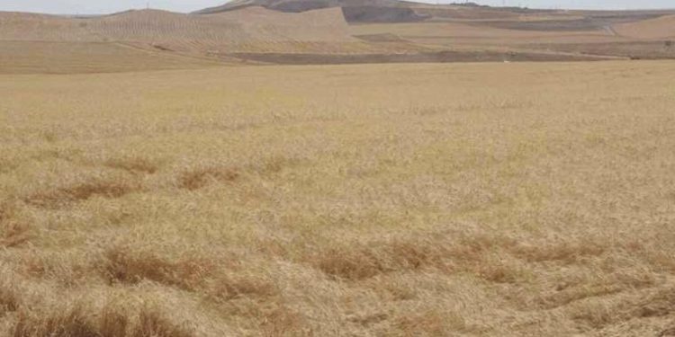 Uzmanı uyardı: Güneydoğu Anadolu Bölgesi’nde kene ve akrep olaylarında artış