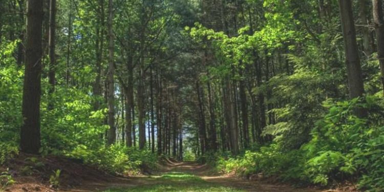 Valilik duyurdu: Bir vilayette daha ormanlara girişler yasaklandı