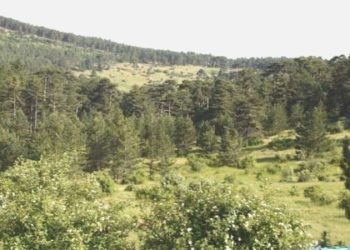 Yangınların akabinde Eskişehir’de ormanlara girişler yasaklandı