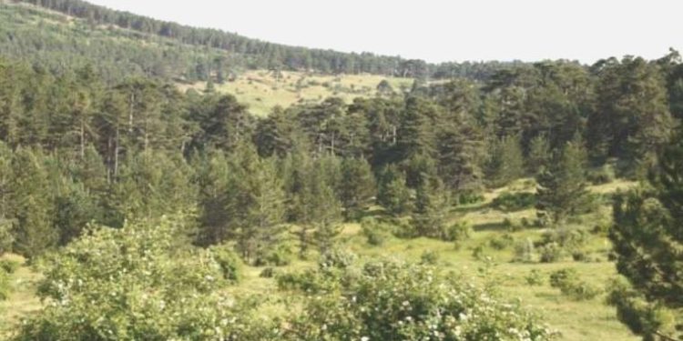 Yangınların akabinde Eskişehir’de ormanlara girişler yasaklandı