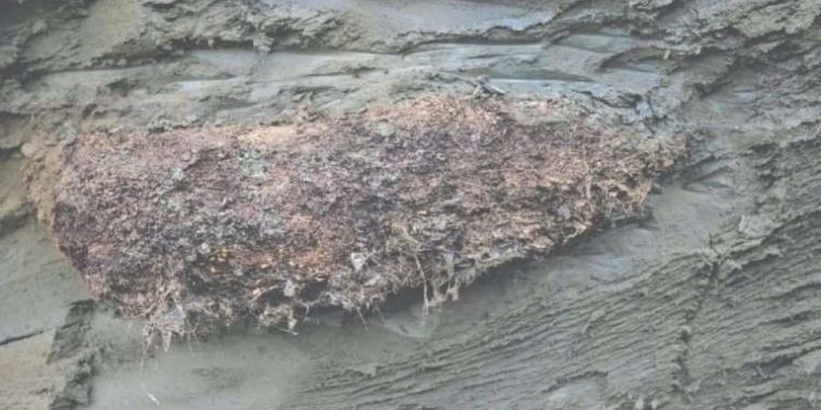 46 bin yıldır uykuda olan bir canlı çeşidi diriltildi