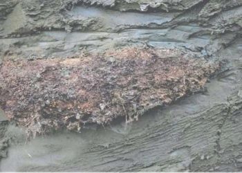 46 bin yıldır uykuda olan bir canlı çeşidi diriltildi