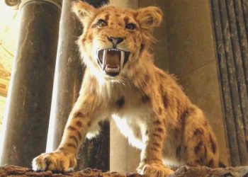 5 milyon yıllık fosiller, 2 yeni kılıç dişli kedi cinsini ortaya çıkardı