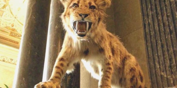 5 milyon yıllık fosiller, 2 yeni kılıç dişli kedi cinsini ortaya çıkardı