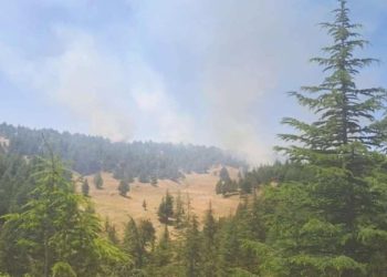 Adana’da orman yangını!