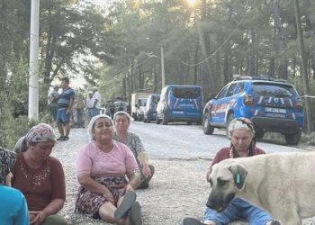 Akbelen Ormanı’na sabaha karşı baskın: ‘Çamları kesmeye başladılar!’