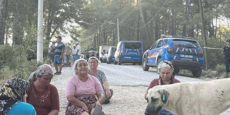 Akbelen Ormanı’na sabaha karşı baskın: ‘Çamları kesmeye başladılar!’