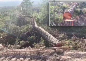 Akbelen Ormanı’ndaki tabiat katliamı ve direniş dün de devam etti: Bu ağaçlarla büyüdük