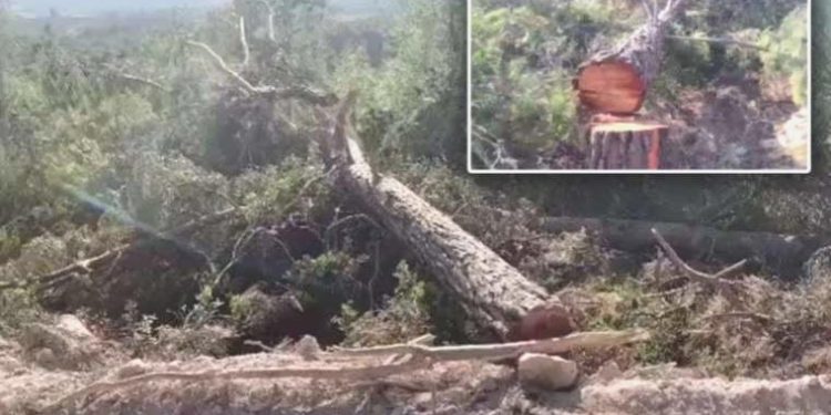 Akbelen Ormanı’ndaki tabiat katliamı ve direniş dün de devam etti: Bu ağaçlarla büyüdük
