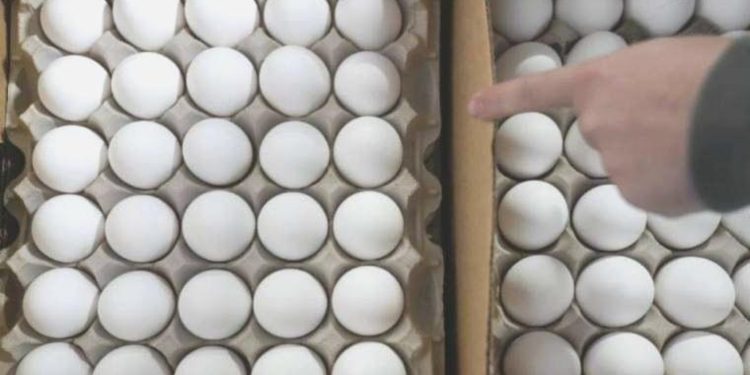 ‘Antibiyotikli yumurta’ krizi! TMMOB Besin Mühendisleri Odası lideri Cumhuriyet’e anlattı