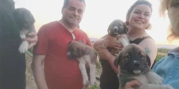 Av tüfeğiyle öldürülen köpeğin 4 yavrusu bulundu