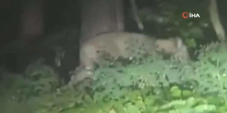 Berlin’de görülen aslan paniğe neden oldu