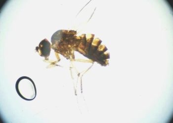 Bir birinci: Dişi hayvanın “bakire doğum” yapması sağlandı