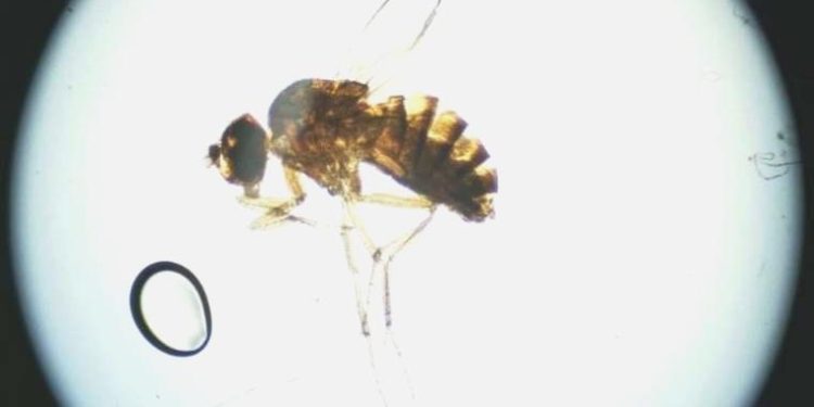 Bir birinci: Dişi hayvanın “bakire doğum” yapması sağlandı