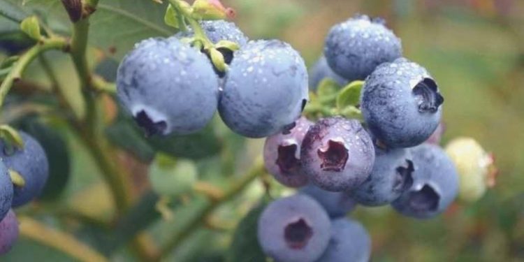 Bu besinler karaciğerinizi tertemiz yapıyor! Bilhassa bir meyve var ki karaciğerin en yakın dostu o…