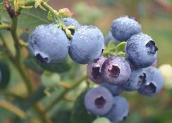 Bu besinler karaciğerinizi tertemiz yapıyor! Bilhassa bir meyve var ki karaciğerin en yakın dostu o…