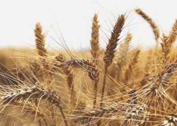 Buğday fiyatları beş ayın tepesinde