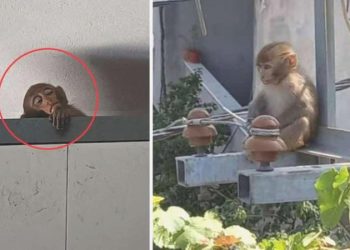 Bursa’da meskenlere giren maymun yakalandı, 10 yaşındaki Sümeyye ağladı: ‘Şakir’i neden götürdüler ki? Ben onu çok sevdim’