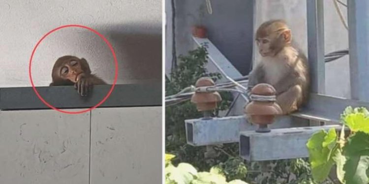 Bursa’da meskenlere giren maymun yakalandı, 10 yaşındaki Sümeyye ağladı: ‘Şakir’i neden götürdüler ki? Ben onu çok sevdim’