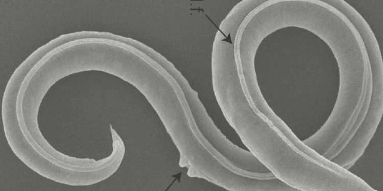 Buz Dönemi’ne ilişkin solucanlar 46 bin yıl sonra tekrar canlandı