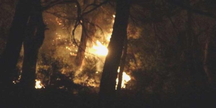 Çanakkale’de orman yangını