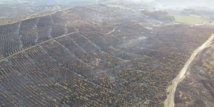 Çanakkale’deki yangının hasarı havadan görüntülendi: ‘Yeşillik alan kalmadı’