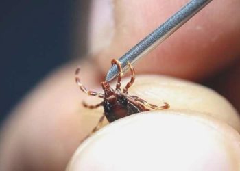 Çorum’da KKKA bir can daha aldı