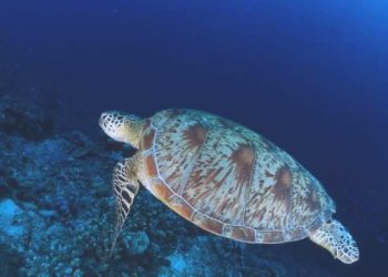 Deniz kaplumbağalarını besleyene 244 bin lira ceza!