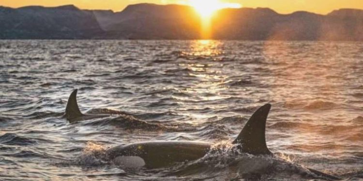 Dişi katil balinalar erkek yavrularının arbedeye karışmasını engelliyor