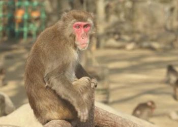 Erkek makak maymunlarının birçoklarının biseksüel olduğu keşfedildi