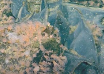 Faal sualtı volkanında mantı formunda 1 milyon yumurta var