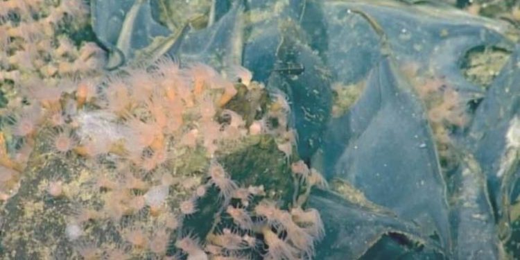 Faal sualtı volkanında mantı formunda 1 milyon yumurta var