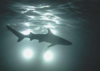 Florida köpekbalıkları denize atılan uyuşturuculardan ötürü halüsinasyon görüyor