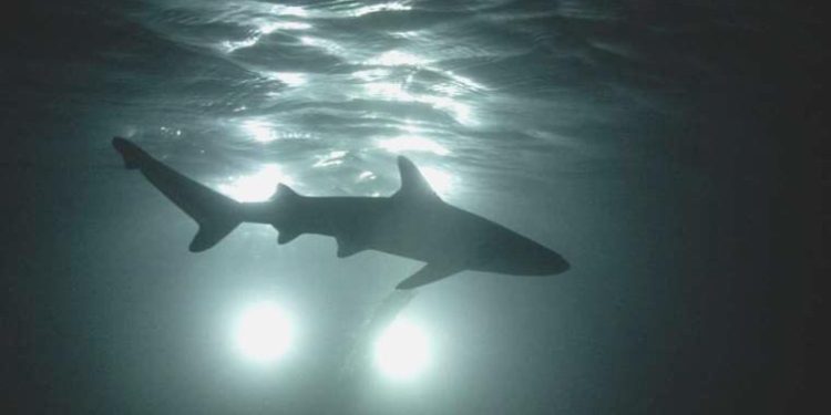 Florida köpekbalıkları denize atılan uyuşturuculardan ötürü halüsinasyon görüyor