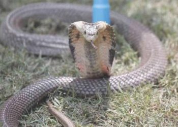 Hintli bayan, erkek arkadaşını zehirli kobra ile öldürdü
