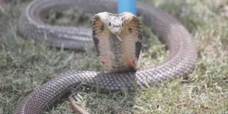 Hintli bayan, erkek arkadaşını zehirli kobra ile öldürdü