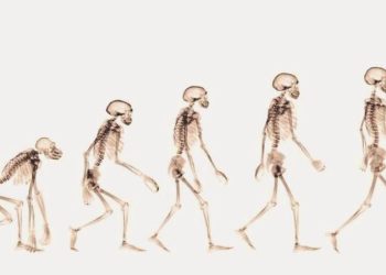 İnsanların iki ayak üzerinde yürümeyi nasıl öğrendiği keşfedildi
