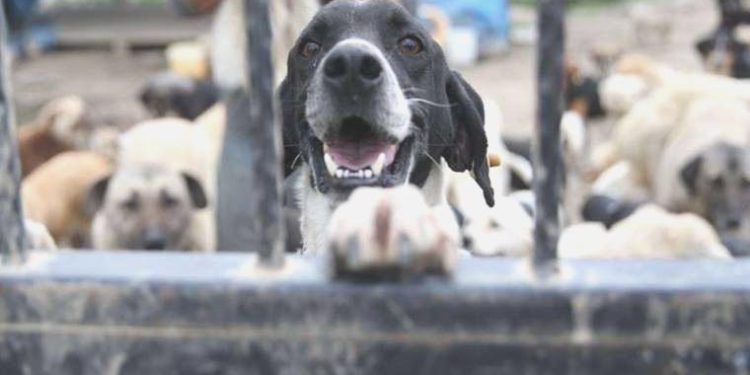 İstanbul Valiliği ‘sokak hayvanlarını toplayın’ talimatı vermişti: Sonu katliam olur